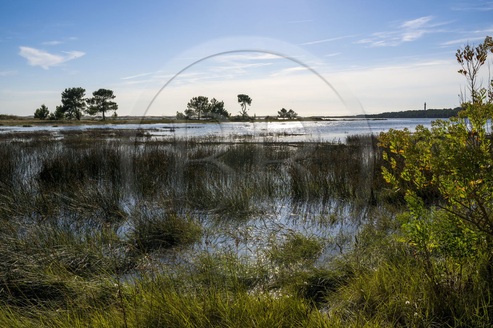 France, Charente-Maritime (17), Royan, Les Mathes, vasières et marais en bordure de la baie de Bonne Anse à marée haute, le Phare de La Coubre en arrière plan