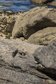 France, Finistère, Abers Country (Pays des Abers), Ile Vierge (Virgin Island) in the Lilia archipelago, oystercatcher (Haematopus ostralegus)