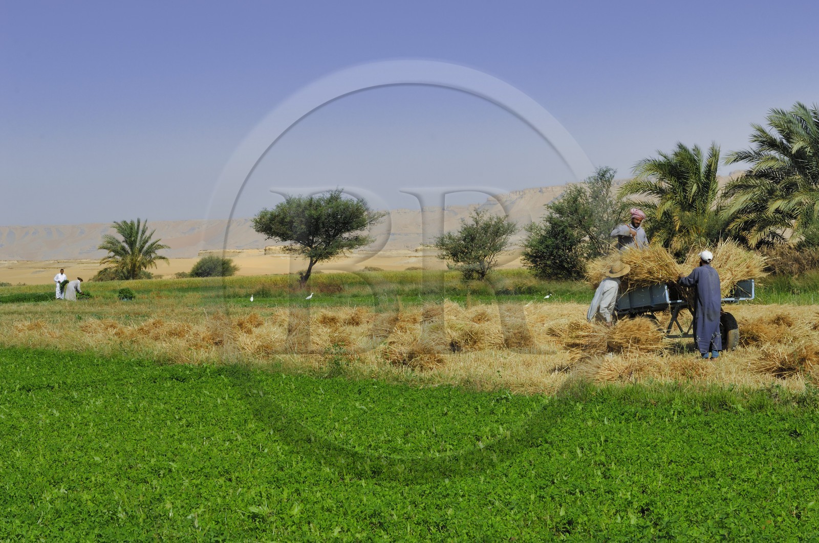 Egypte, désert libyque, oasis de Dakhla, travaux des champs Egypte, désert libyque, oasis de Dakhla, travaux des champs
