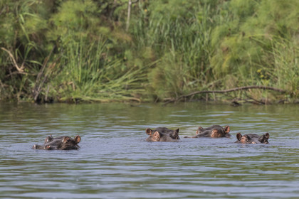 Rwanda, Parc national de l'Akagera, le lac Ihema, Hippopotames (Hippopotamus amphibius)