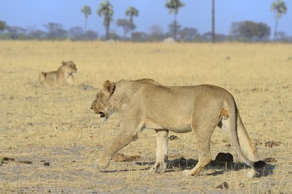 Zimbabwe, Matabeleland North Province, Hwange National Park, group of lions (Panthera leo)
