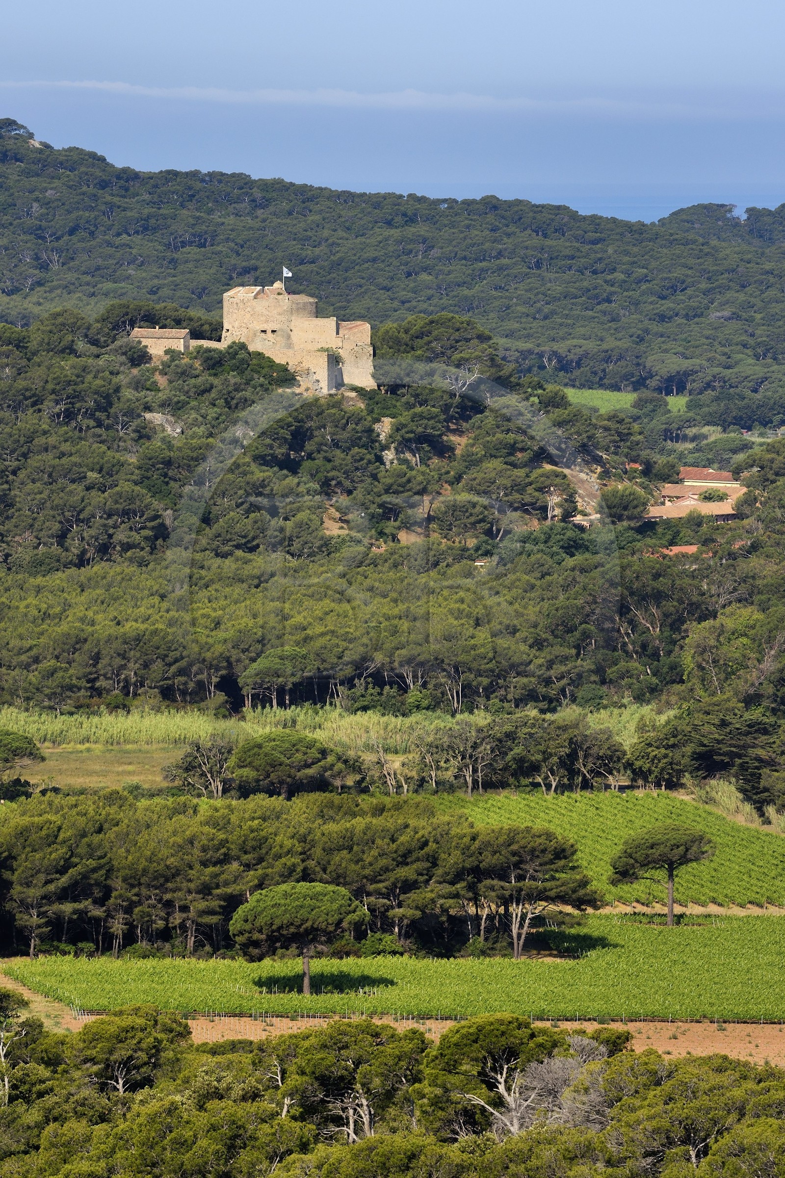 France, Var (83), Iles d'Hyères, parc national de Port Cros, Ile de Porquerolles, les vignes de la plaine de la Courtade dominées par le Fort Sainte Agathe