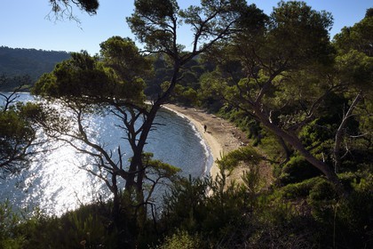 France, Var (83), Iles d'Hyères, parc national de Port Cros, Ile de Porquerolles, plage Notre-Dame dans la Baie de l'Alycastre
