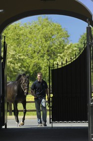 Republic of Ireland, County Kildare, Maynooth, Derrinstown Stud