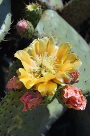 France, Var (83), Iles d'Hyères, Parc national de Port Cros, Ile du Levant, domaine naturiste d'Héliopolis, Figuier de Barbarie (Opuntia ficus-indica)