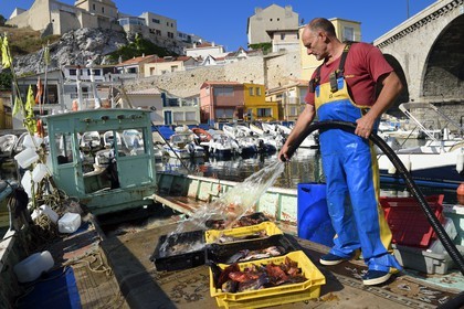 France, Bouches-du-Rhône (13), Marseille, quartier d'Endoume, le Vallon des Auffes, retour de pêche de Lucien Jativa et trie du poisson