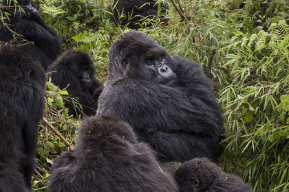 Rwanda, Province du Nord, Parc National des Volcans dans la chaine des Monts Virunga, mont Karisimbi, gorilles des montagnes (Gorilla beringei beringei), le dos argenté (silverback) nommé Impuzamahanga qui est le male dominant au centre