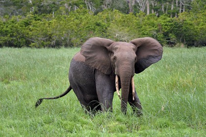 Gabon, province de Ogooué- Maritime, Parc National du Loango, site de Akaka dans la lagune du Fernan Vaz (Nkomi), éléphant de forêt d'Afrique (Loxodonta cyclotis)