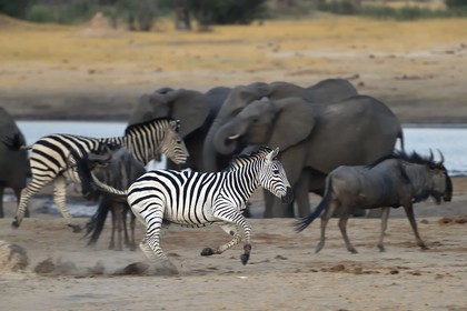 Zimbabwe, Matabeleland North Province, Hwange National Park, Zebra (equus burchelli) running