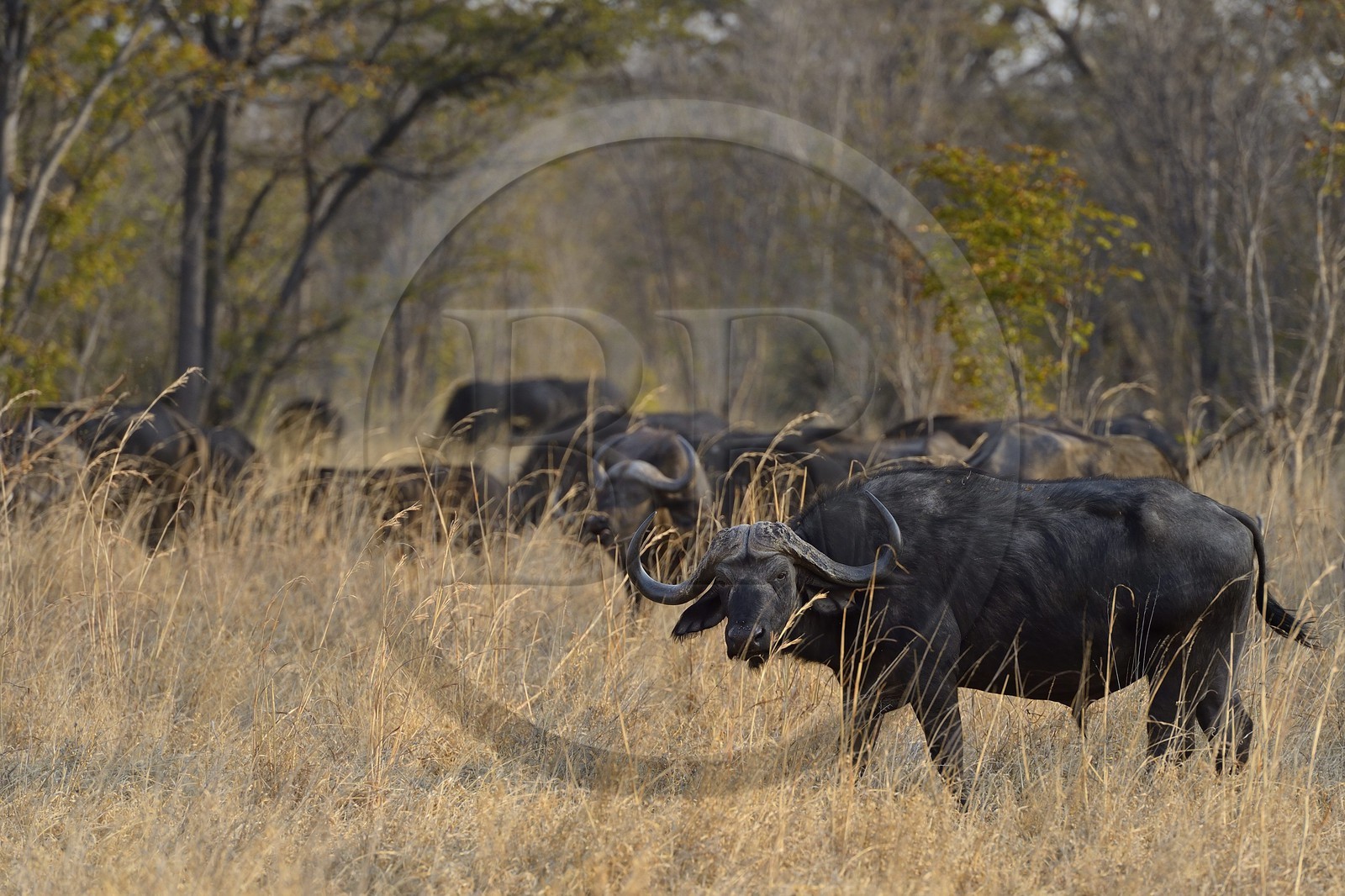Zimbabwe, province de Matabeleland septentrional, parc national Hwange, buffles d'Afrique (Syncerus caffer)