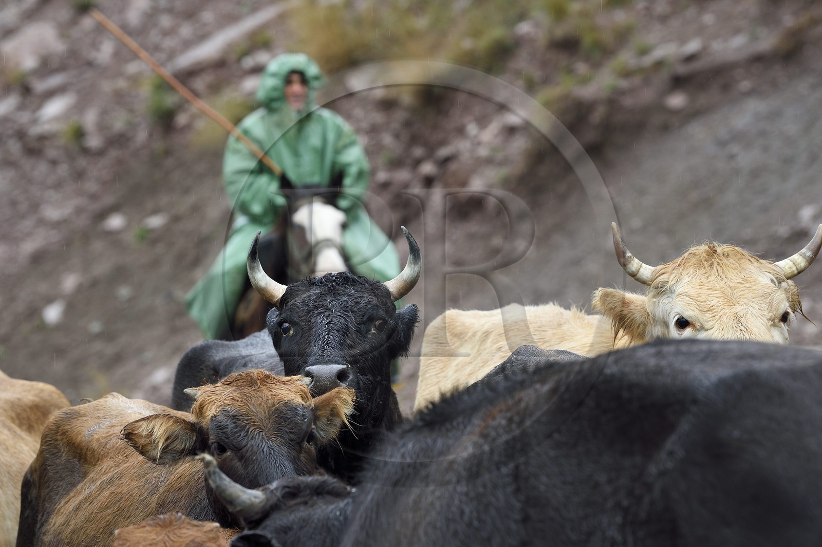 Azerbaïdjan, région de Ismailli, vacher et son troupeau de vache en transhumance sur la route descendant de Lahij (Lahic), béliers