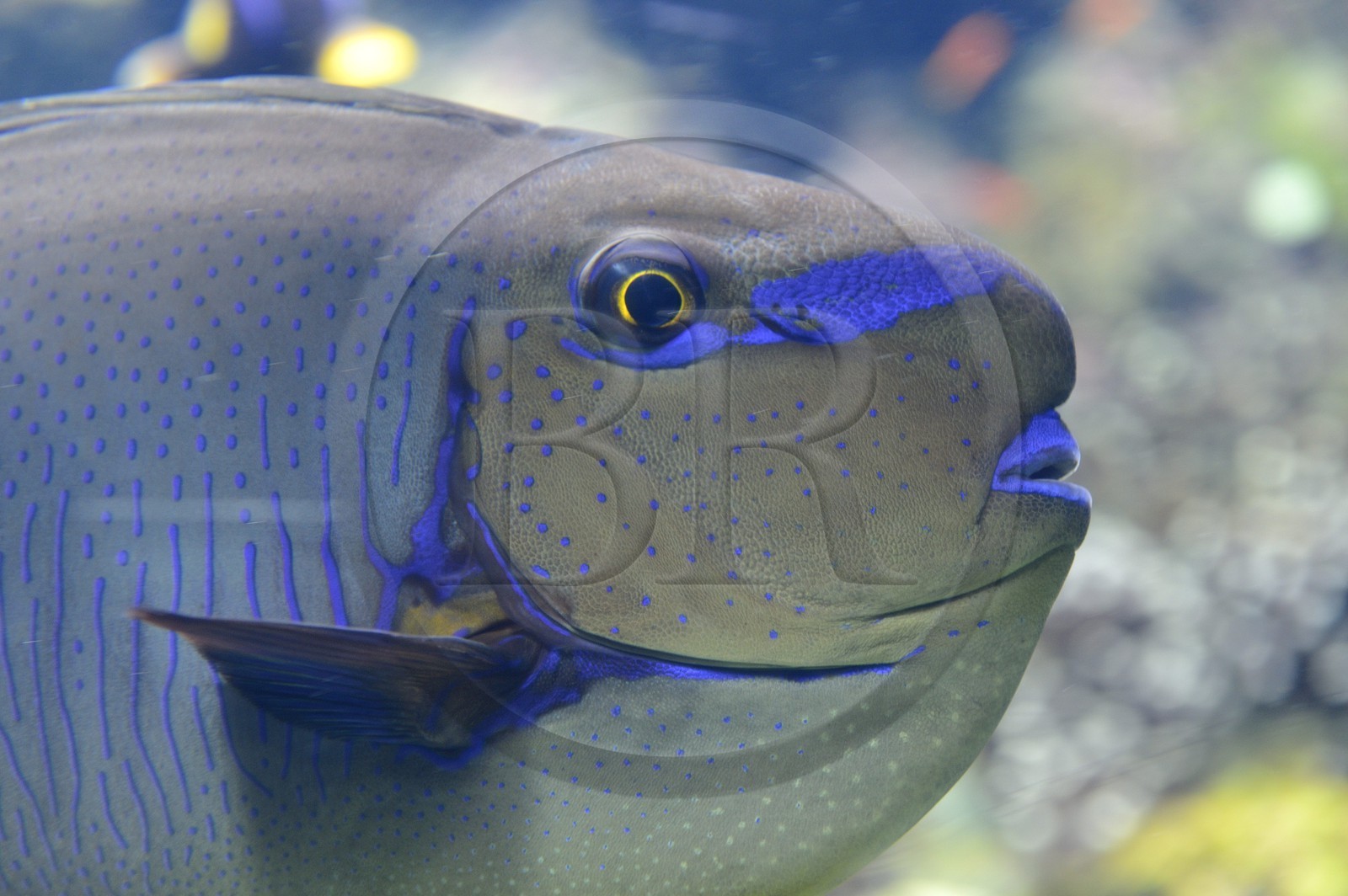 Principauté de Monaco, Monaco, le musée océanographique Principauté de Monaco, Monaco, le musée océanographique