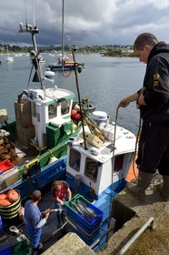 France, Finistère (29), Plougasnou, retour de pêche des chalutiers au port du Diben
