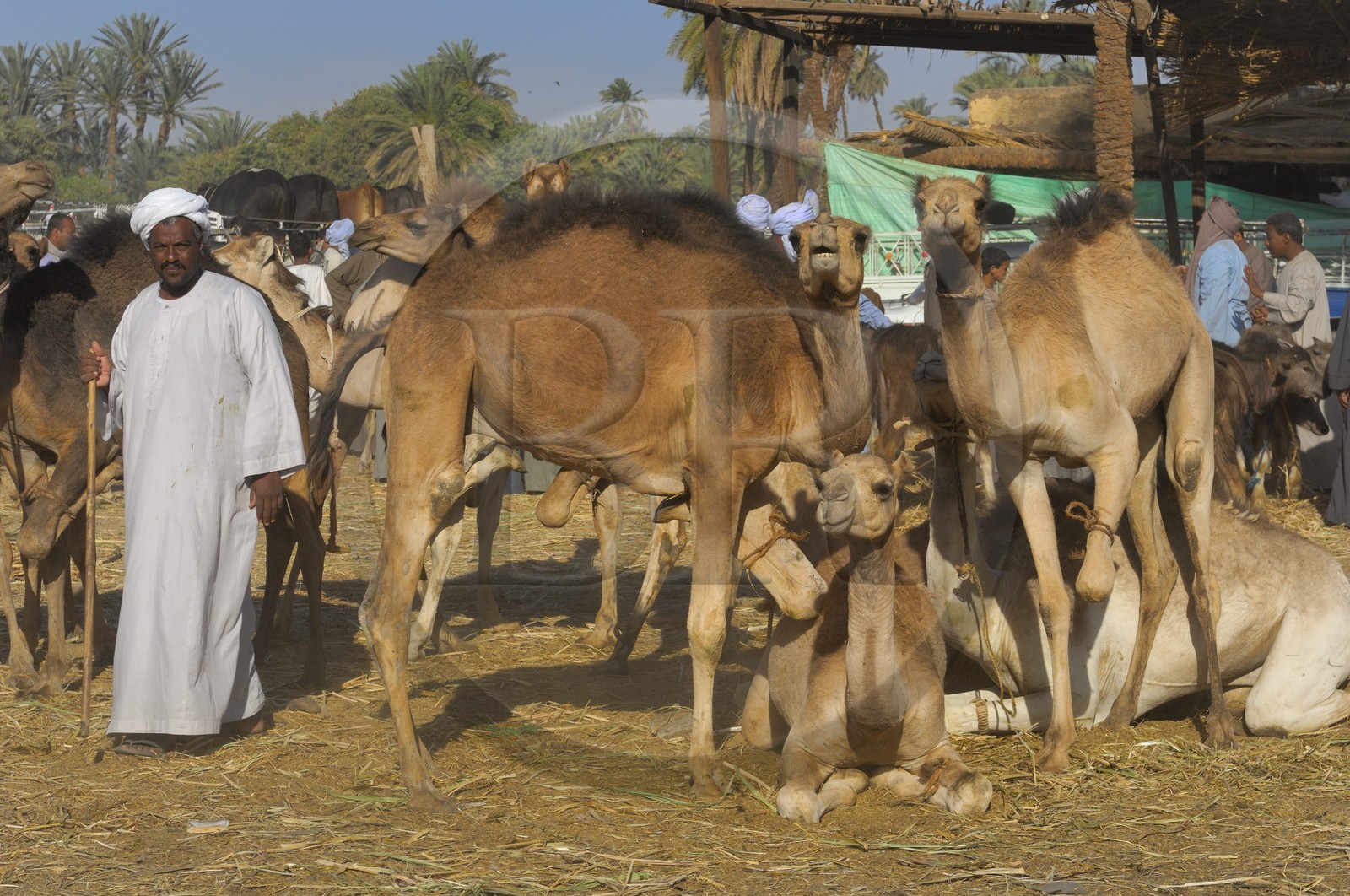 Egypte, Haute Egypte, Daraw au nord d'Assouan, marché aux dromadaires
