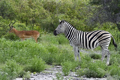 Namibie, région de Oshikoto, Parc National d'Etosha, zèbre de Burchell (Equus burchellii) et impala à face noire mâle (Aepyceros melampus petersi)