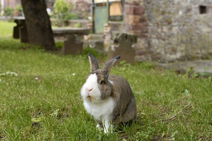 France, Bas Rhin, Westhoffen, rabbit