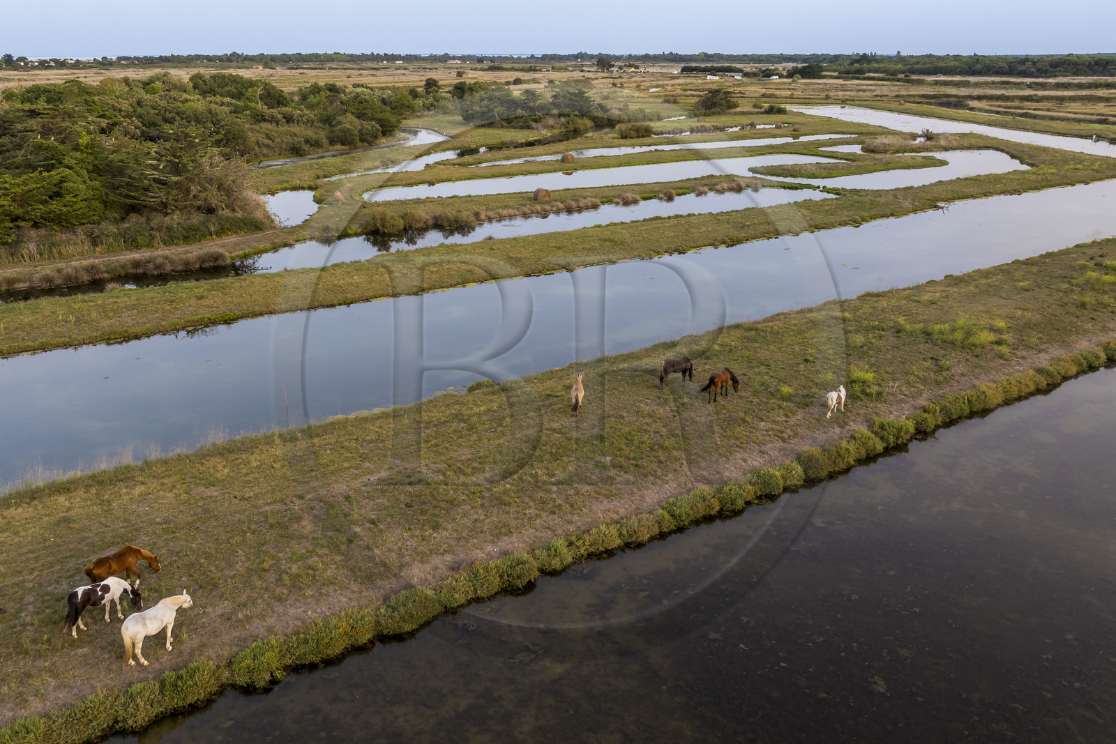 France, Charente-Maritime (17), Ile d'Oléron, Saint-Georges-d'Oléron, les anciens marais salants qui servent aujourd'hui de zone d'affinage des huitres, les claires, et d'élevage de crevettes, chevaux au paturage (vue aérienne)