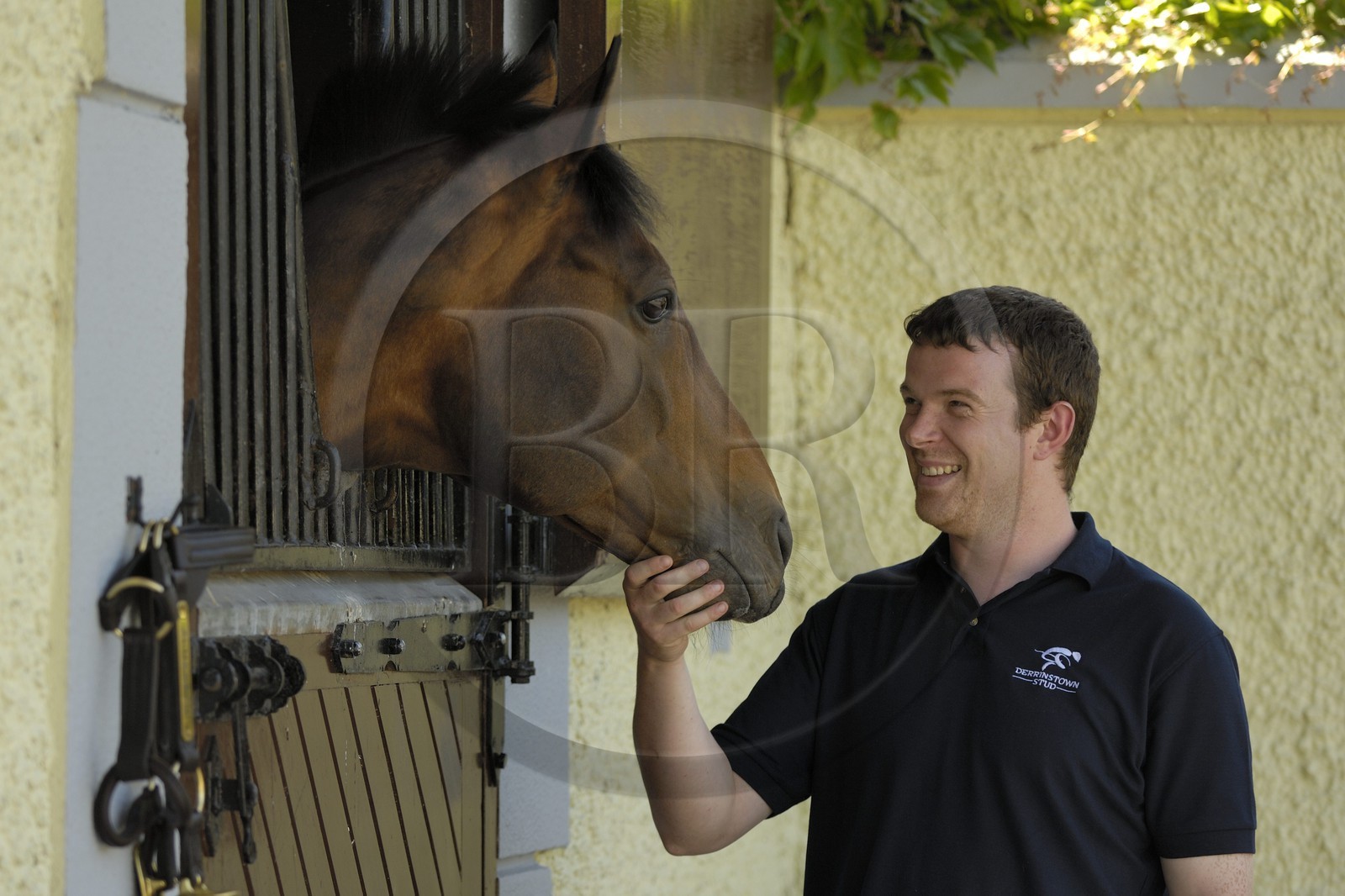 Irlande, Co. Kildare, Maynooth, harras de Derrinstown (Stud)