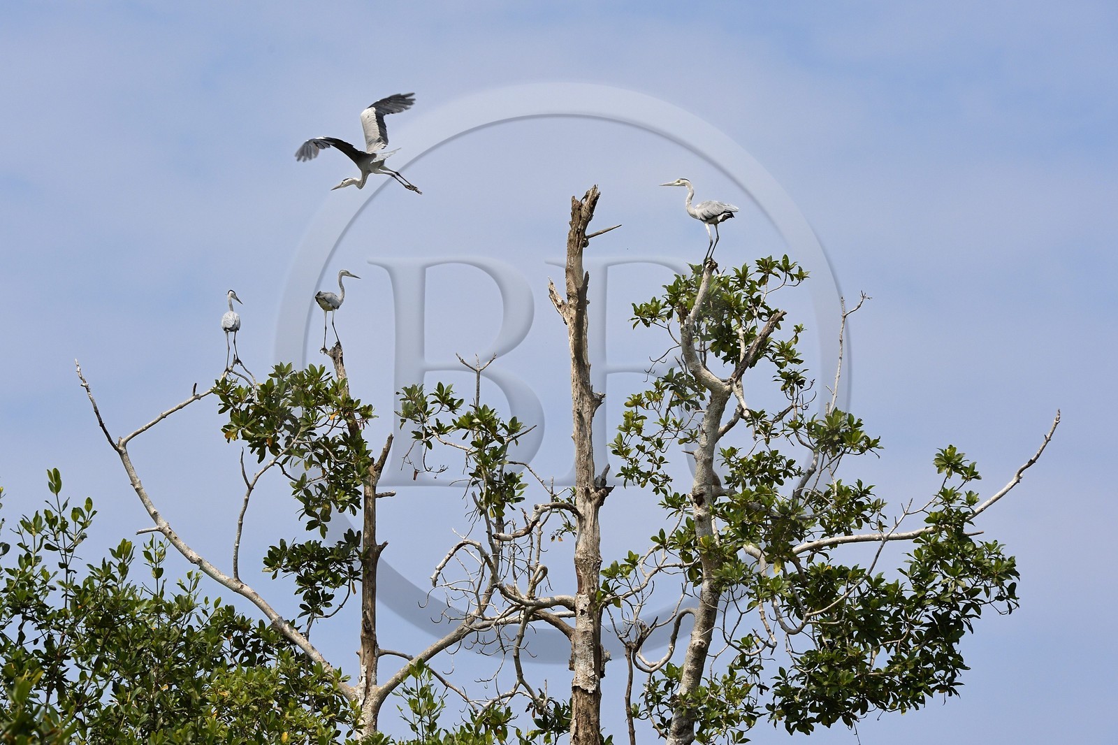 Gabon, province de l'Estuaire, Parc National Akanda, Héron cendré (Ardea cinerea)