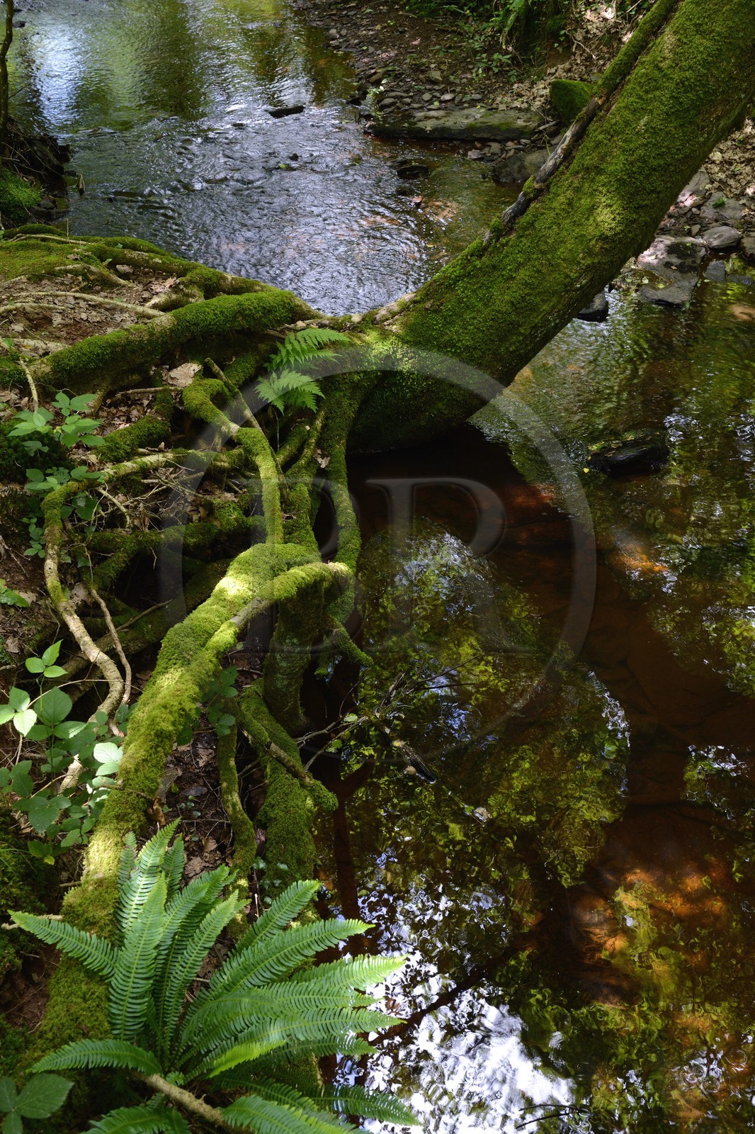 France, Ille-et-Vilaine (35),  forêt de Brocéliande, la vallée de l'Aff France, Ille-et-Vilaine (35),  forêt de Brocéliande, la vallée de l'Aff