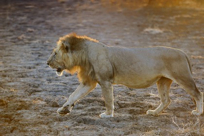 Tanzanie, Reserve de gibier de Selous une des plus grandes zones protégées au monde et inscrite sur la liste du patrimoine mondial de l’Unesco depuis 1982, lion (Panthera leo)