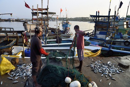 Sri Lanka, Province du Sud, Matara (district), Weligama, port de pêche de Mirissa, débarquement du poisson à l'aube