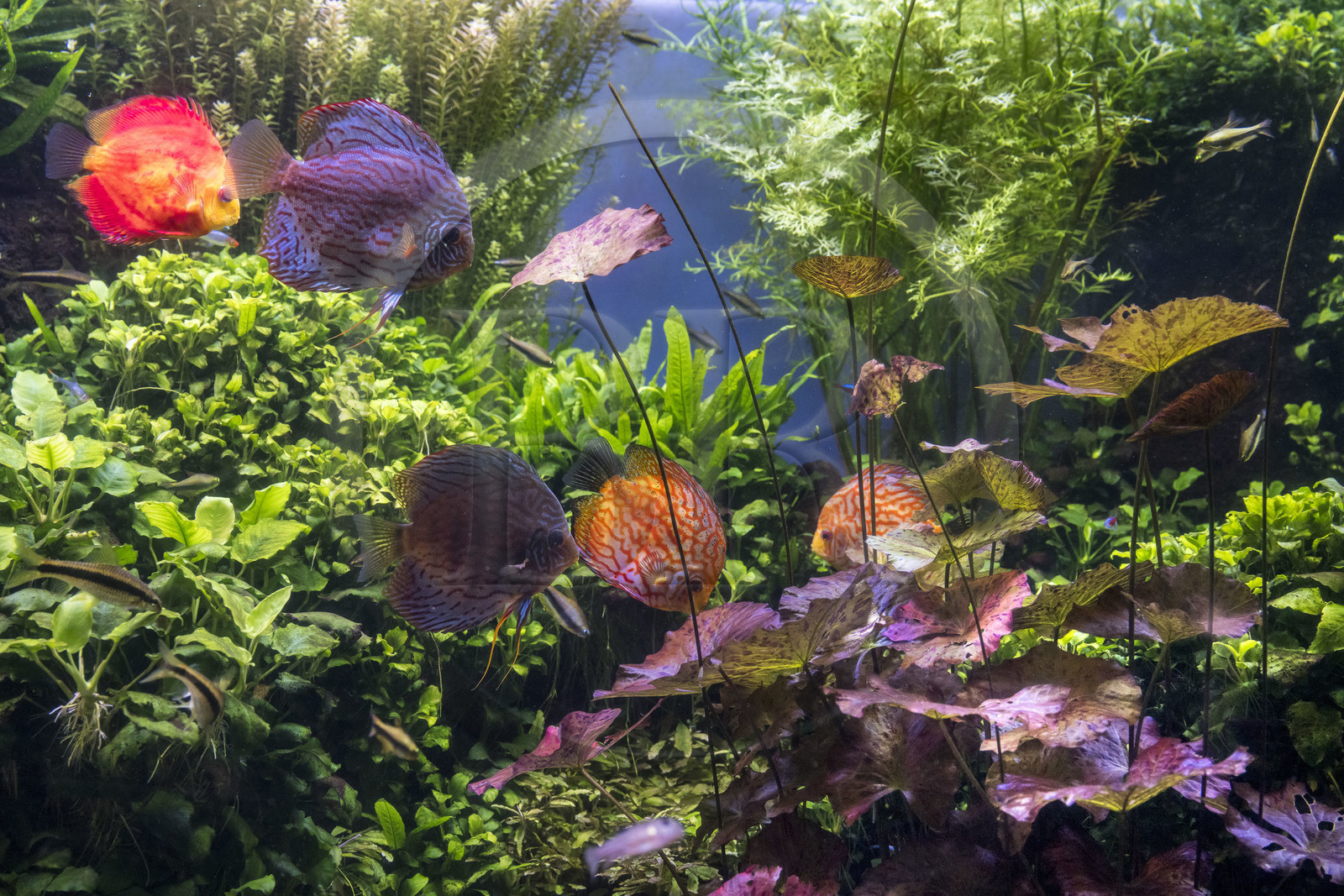 Espagne, Catalogne, Barcelone, Port Vell, l'aquarium, poissons discus (Symphysodon discus)