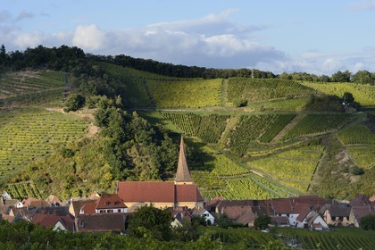 France, Haut-Rhin (68), Route des Vins d'Alsace, Niedermorschwihr, le village entouré par le vignoble et son église à clocher tors
