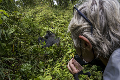 Rwanda, Province du Nord, Parc National des Volcans dans la chaine des Monts Virunga, mont Karisimbi, touriste observant des gorilles des montagnes  (Gorilla beringei beringei) du groupe Susa