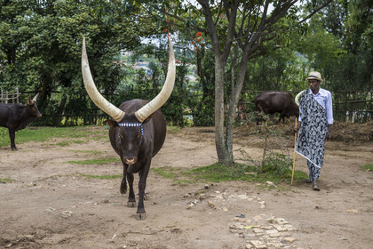 Rwanda, Province du Sud, Nyanza, musée du Palais royal Rukari, vaches royales à longues cornes appellée Inyambo ou watusi