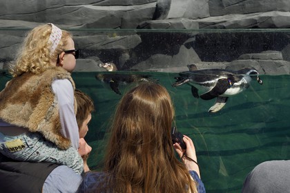France, Paris (75), Le Parc zoologique de Paris (Zoo de Vincennes), Manchot de Humboldt (Spheniscus humboldti) dans le milieu côtier froid reconstitué par des enrochements entourant le bassin, la biozone Patagonie