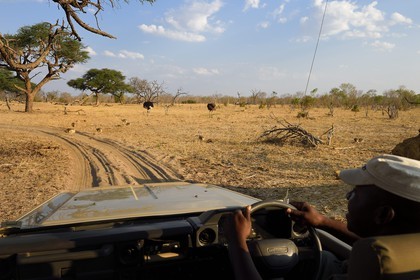 Zimbabwe, province de Matabeleland septentrional, parc national Hwange, à la découverte de la faune de la savane sur une piste