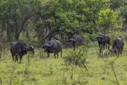 Rwanda, Parc national de l'Akagera, buffle noir des savanes (Syncerus caffer) sous la pluie