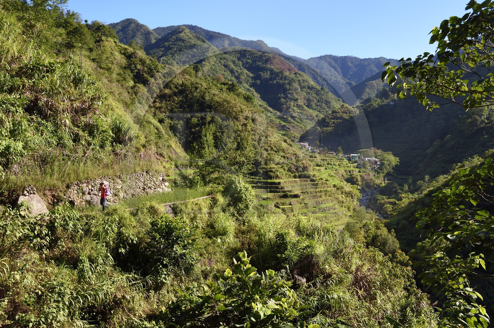 Philippines, Ifugao province, Banaue rice terraces around the village of Cambulo, listed as World Heritage by UNESCO