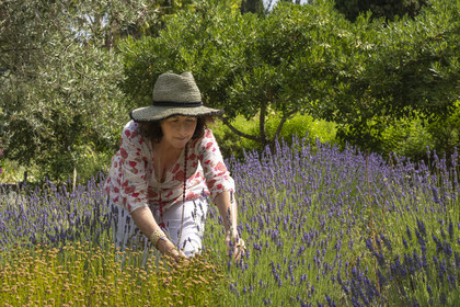 France, Alpes-Maritimes, Mouans-Sartoux, Gardens of the International Museum of Perfumery (Musée International de la Parfumerie - MIP), Corinne Marie-Tosello, a nose designer of olfactory workshops, invites us to discover a wide variety of fragrant plants