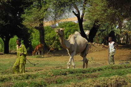 Egypt, Upper Egypt, Nubia, Nile Valley, Aswan, west bank, Nubian campaign, a young boy and his dromedary