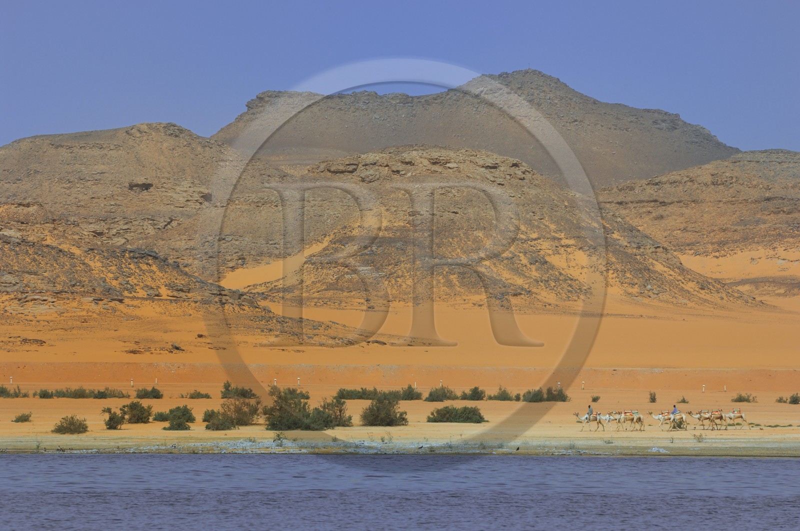 Egypte, Haute Egypte, Lac Nasser, désert de Nubie, site de Ouadi es-Seboua ou vallée des lions, caravane de dromadaires