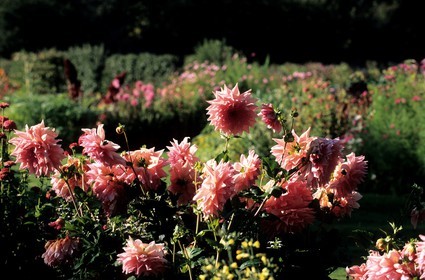 France, Essonne, Saint Jean de Beauregard castle, vegetable garden