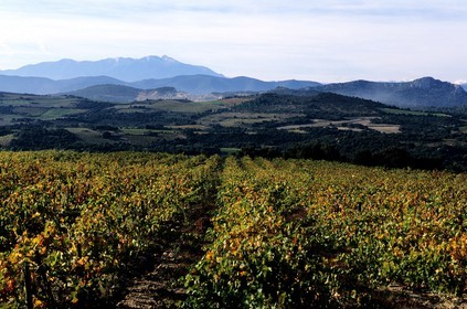 France, Pyrenees Orientales, vineyards in the Fenouilledes region