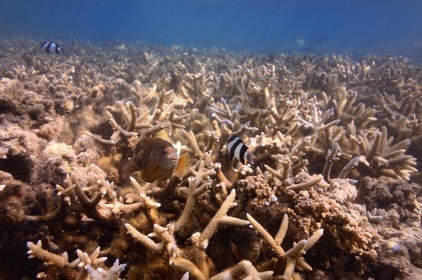 France, Ile de la Reunion, Côte Ouest, Saint-Gilles-Les-Bains (commune de Saint-Paul), le récif corallien du lagon de l'Ermitage (vue sous-marine)