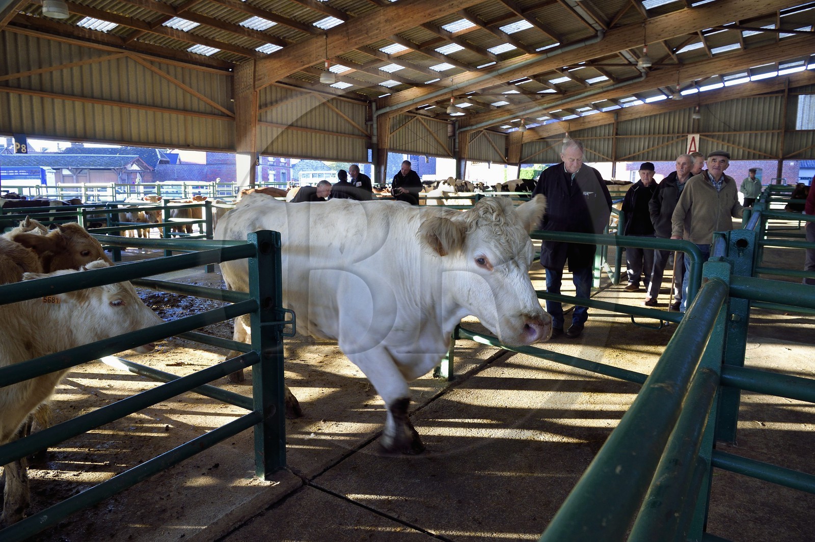 France, Seine-Maritime (76), Forges-les-eaux, marché couvert aux bestiaux