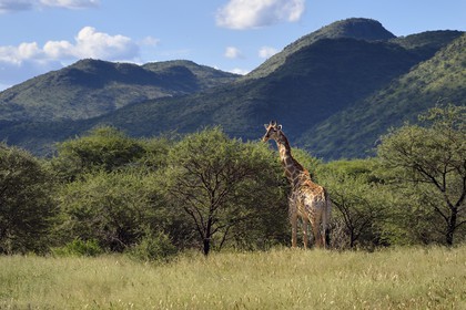 Namibie, région de Khomas, nord de Windhoek, Okapuka Ranch, girafe (Giraffa camelopardalis)