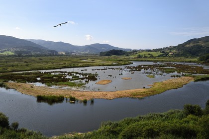 Spain, Basque Country, Biscay Province, Gernika-Lumo region, Urdaibai estuary Biosphere Reserve, Urdaibai Bird Center, flight of a white stork (Ciconia ciconia) above the marsh at the beginning of the estuary