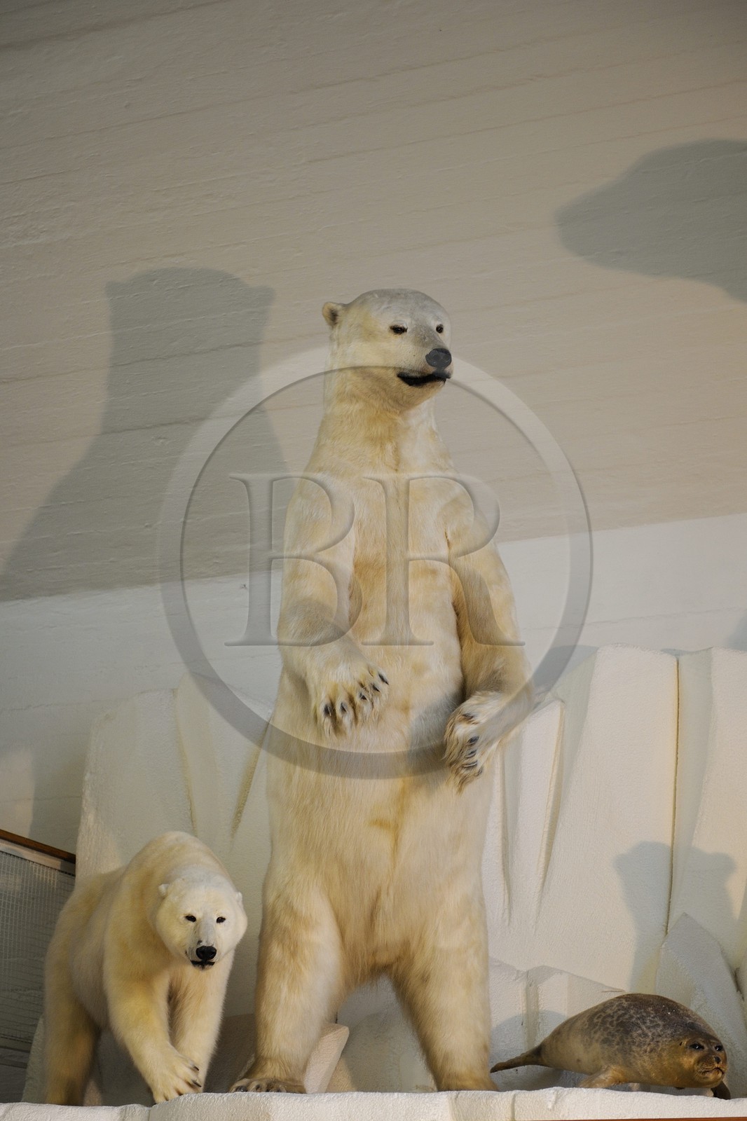 Norvège, Oslo, presqu'île de Bygdoy, musée du vaisseau polaire Fram (Frammuseet) de l'explorateur Fridtjof Nansen, ours blancs polaires Norway, Oslo, Bygdoy Peninsula, Frammuseet (Fram Polar Ship Museum) of Fridtjof Nansen explorer, white polar bears