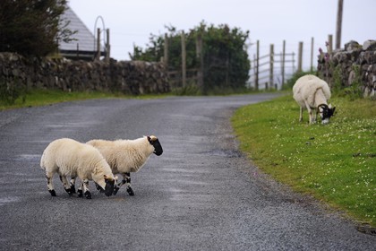 Royaume-Uni, Ecosse, Highland, Hébrides intérieures, Ile de Mull, moutons et bélier