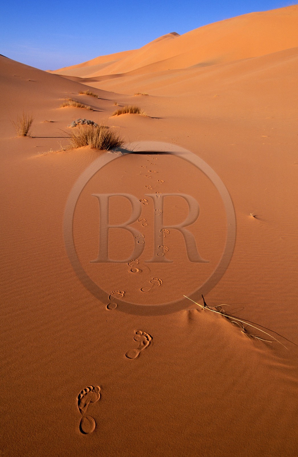 Libye, région du désert, Le Fezzan (Sahara), Erg de Mourzouk (Murzuk), Trace de pas dans le sable ocre