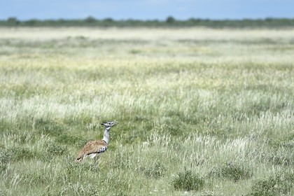 Namibie, région de Oshikoto, Parc National d'Etosha, Outarde kori (Ardeotis kori)