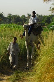 Egypt, Upper Egypt, Nubia, Nile Valley, Aswan, west bank, Nubian campaign, a young boy riding his dromedary