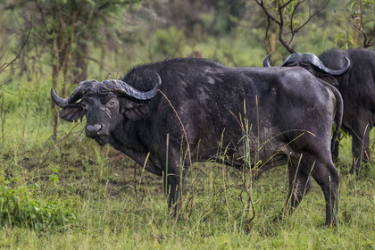 Rwanda, Parc national de l'Akagera, buffle noir des savanes (Syncerus caffer) sous la pluie