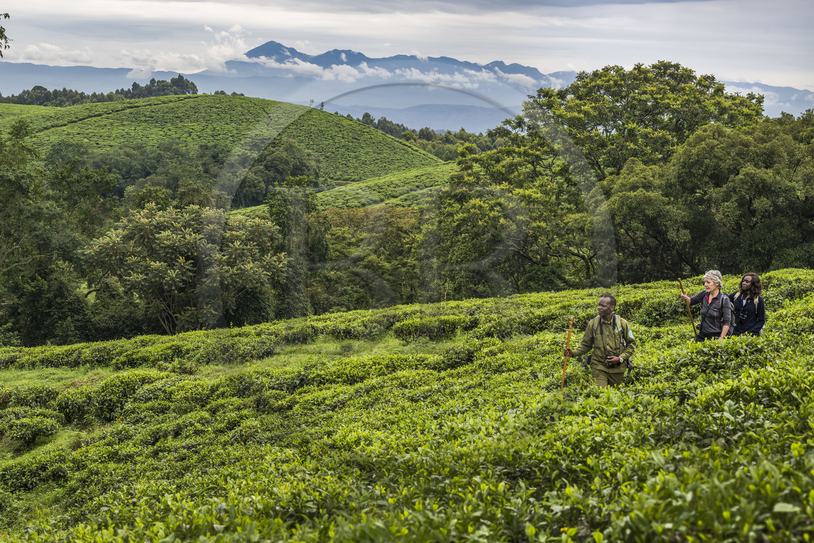 Rwanda, Province de l’Ouest, Gisakura, Parc national de Nyungwe, le garde de African Parks Claver Mtoyinkima guidant des touristes sur la piste des Colobes de Ruwenzori (Colobus angolensis ruwenzorii) pendant un safari à pied dans la forêt tropicale humide naturelle bordée par les plantations de thé, les montagnes de Kahuzi-Biega dans la République démocratique du Congo en arrière plan